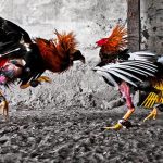 Mengenal Permainan Judi Sabung Ayam Online