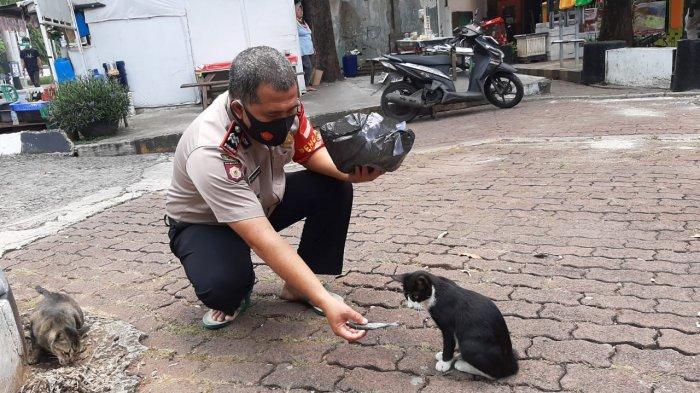 Kisah Pedagang Bakso dan Puluhan Kucing Liar di Jalanan